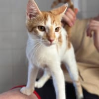 JUMPSTREET, chat à adopter