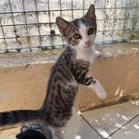 BIBI, chat à adopter