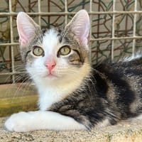 BRANCH, chat à adopter