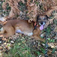 Masurka, chienne à adopter