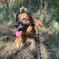 Masurka, chienne à adopter