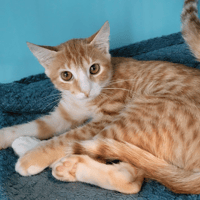 SAMBA, chat à adopter