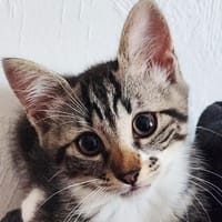 MONONOKE, chatte à adopter