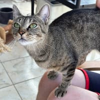 FLEUR, chatte à adopter