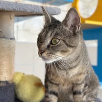 FLEUR, chatte à adopter