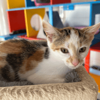 Bella, chatte à adopter
