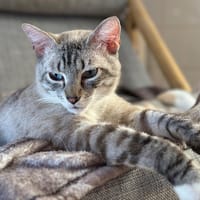 PATSAM, chat à adopter