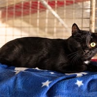 Goupil [Fiv+], chat à adopter