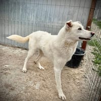 ALLIE, chienne à adopter