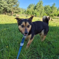 Odi, pies do adopcji