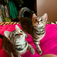 Tibby and Libby, female cat to adopt