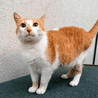 Mara, female cat to adopt