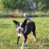 Moon, suczka do adopcji
