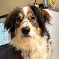 Kori, dog to adopt