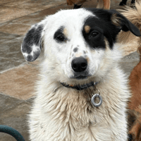 Badger, dog to adopt