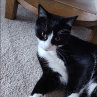 NIX, chat à adopter