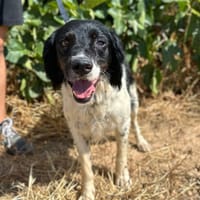 PANDA (Animalea), chien à adopter
