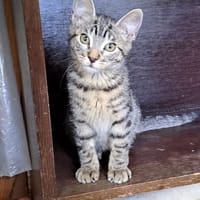 BAMBI, chat à adopter