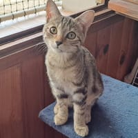 BELINDA, chatte à adopter
