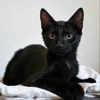 °BOUNTY°, chat à adopter