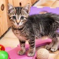 Mignon, chat à adopter