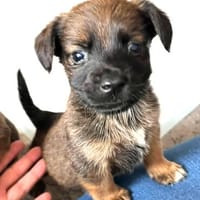 Fridolin, Hund zur Adoption