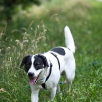 Thano sucht erfahrene Pflege- oder Endstelle, Hund zur Adoption