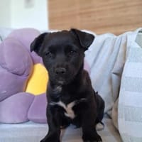 Vom Plastikrohr ins Glück?- Jakob (jetzt Maylo), Hund zur Adoption