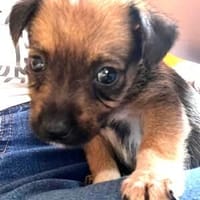 Mike, Hund zur Adoption