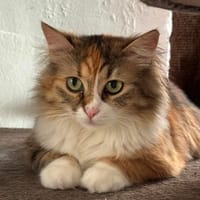 Stella & Mimi suchen persönlichen Dosenöffner, Katze zur Adoption