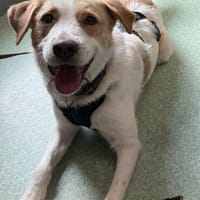 Notfall Charlie, Hund zur Adoption