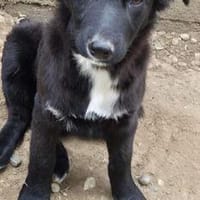 Luna sucht ihr Für-immer-Zuhause, Hündin zur Adoption