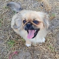 Kleiner Aslan aus dem Tierschutz, Hund zur Adoption