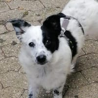 Tessa- ein kleines Herz auf 4 Pfoten sucht seine Familie !, Hündin zur Adoption