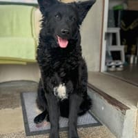 Klug und fröhlich- July, Hündin zur Adoption