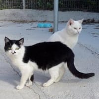 Entspannte Viona sucht ruhiges Zuhause, Katze zur Adoption