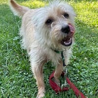Treacle -verschmust und etwas schüchtern, Hündin zur Adoption