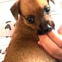 Mia, Hündin zur Adoption
