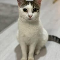 Latte sucht ihren Dosenöffner, Katze zur Adoption