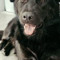 Finlay- charmanter Charakterhund für Liebhaber, Hund zur Adoption