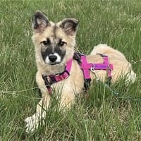 Soricel - wartet in 52159 Roetgen, Hündin zur Adoption