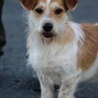 Memo - goldiger, verspielter Jungrüde, Hund zur Adoption