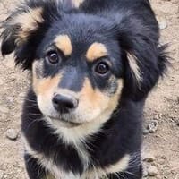 Welpenmädchen Zoe sucht ein liebevolles Zuhause, Hündin zur Adoption