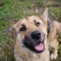 IRIS  Wunderschöne Kämpferin sucht ihr Glück, Hündin zur Adoption
