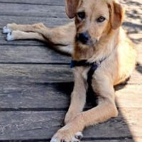 Kleine Kira sucht ihre Menschen für immer, Hündin zur Adoption