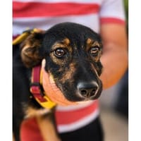 Isabella2 - wartet in 66346 Püttlingen, Hündin zur Adoption