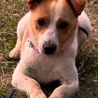 Kolbaz der kleine Miniterrierchihuahua/ 82284, Hund zur Adoption