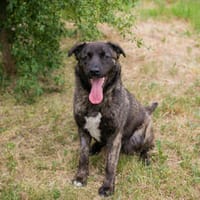 ALEAH  Clevere junge Hündin sucht ihr Glück, Hündin zur Adoption