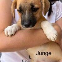 Aron, Hund zur Adoption