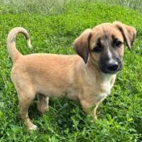Roy, Hund zur Adoption